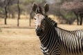 A lonely zebra standing in the middle of the savannah