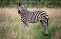 Lonely Zebra Royalty Free Stock Photo