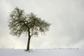 Lonesome appel tree