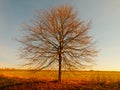 Lonesome autumn tree without leaves Royalty Free Stock Photo