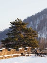 Lonesome benches at sunset with snow, stone wall and pine tree at golden hour Royalty Free Stock Photo