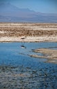 Lonesome Flamingo