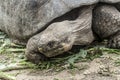 Lonesome George eating leaves