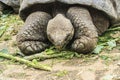 Lonesome George eating leaves