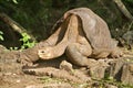 Lonesome George Galapagos