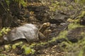 Lonesome George - Giant Tortoise Royalty Free Stock Photo