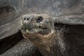 Lonesome George head shot close up