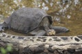 Lonesome George Tortoise, Galapagos Islands, Ecuador Royalty Free Stock Photo