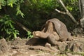 Lonesome George Turtle, the last of the species