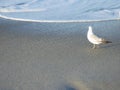 Lonesome Gull