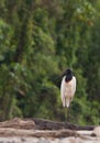 A lonesome Jabiru