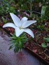 The Lonesome lilly