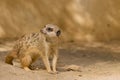 Meerkat