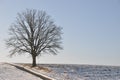 Lonesome oak in winter landscape Royalty Free Stock Photo