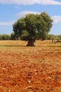 Lonesome olive tree