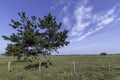 Lonesome pine tree in the meadow