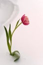 Lonesome red yellow tulip flower Royalty Free Stock Photo