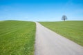 lonesome road over the green hill, one linden tree at the horizon Royalty Free Stock Photo