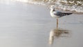 Lonesome seagull