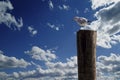 Lonesome Seagull