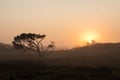 Lonesome skew-whiff tree on meadow in the early morning sunrise with sun shining through fog