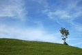 A lonesome tree Royalty Free Stock Photo