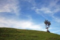 A lonesome tree Royalty Free Stock Photo