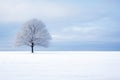 a lonesome tree in a calm snowy field