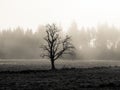 Lonesome tree in misty autumn landscape Royalty Free Stock Photo