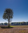 Lonesome tree standing out in a rural dutch landscape Royalty Free Stock Photo