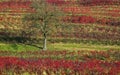 Lonesome Tree in a Vineyard Royalty Free Stock Photo