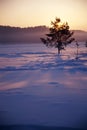 lonesome tree in winter Royalty Free Stock Photo