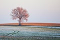 Lonesome tree in winter Royalty Free Stock Photo