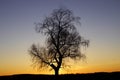 Winter Sunset with tree in silhouette Royalty Free Stock Photo