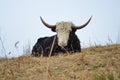 Lonesome YAK, West Kameng