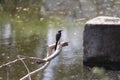 A loney beautiful wagtail on a wood by the canal at my place in india. Shakes off the tail evrt often is the habit fotr this bird