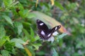 Loney Butterfly perched on a flower.