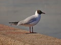 A loney gulls waiting for something or somebody