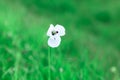 Loney white flower Royalty Free Stock Photo