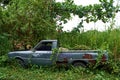 A long abandoned pickup truck in the woods has become overgrown with bushes Royalty Free Stock Photo