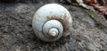 a long-abandoned snail shell