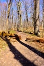 Cut out of fallen tree removed from pathway