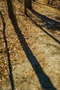 Long Afternoon Shadows Royalty Free Stock Photo