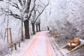 Long alley with benches and trees covered in ice