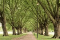 Long alley with a dense pattern of branches Royalty Free Stock Photo