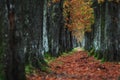 Long alley at fall autumn sesson Royalty Free Stock Photo
