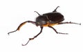 Long armed beetle Propomacrus bimucronatus Royalty Free Stock Photo