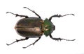 Long-armed scarab(female)