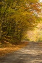 Long asphalt road paved with leaves and trees Royalty Free Stock Photo
