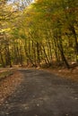 Long asphalt road paved with leaves and trees Royalty Free Stock Photo